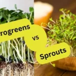 closeup pictures of small patch of microgreens and sprouts