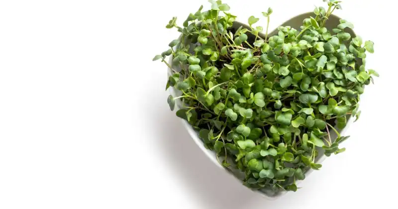 microgreens vs sprouts nutrition