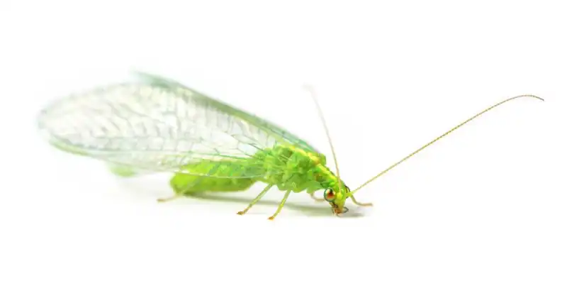 closeup of green lacewing insect on white background