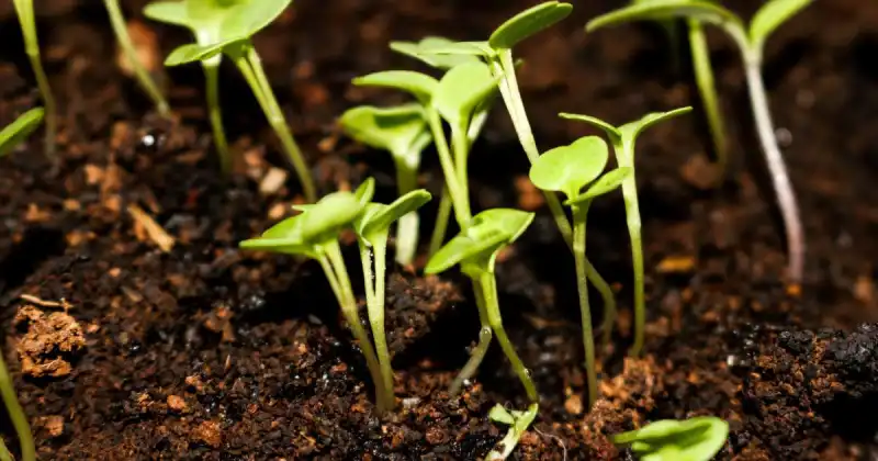 organic microgreen soil