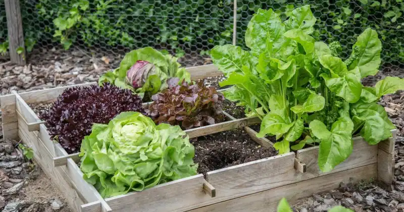 organic pest control for vegetable garden