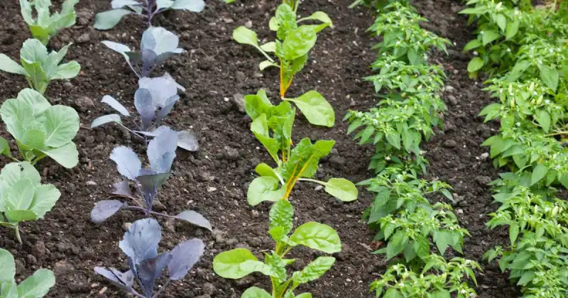 organic pest control in vegetable garden