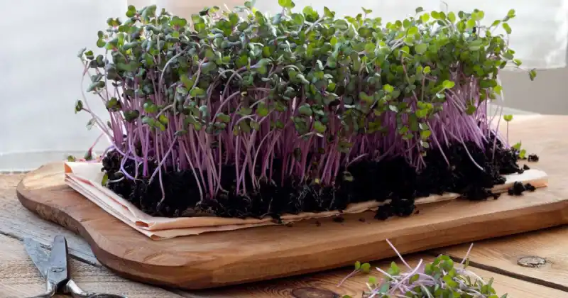 soil composition and its importance for microgreens