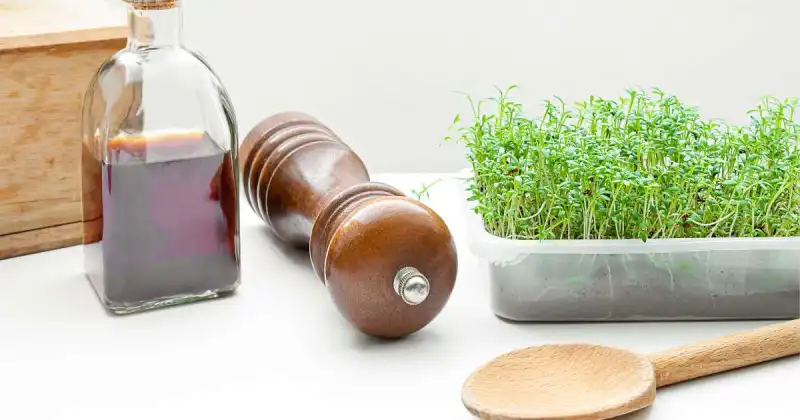 soil sprouts vs microgreens