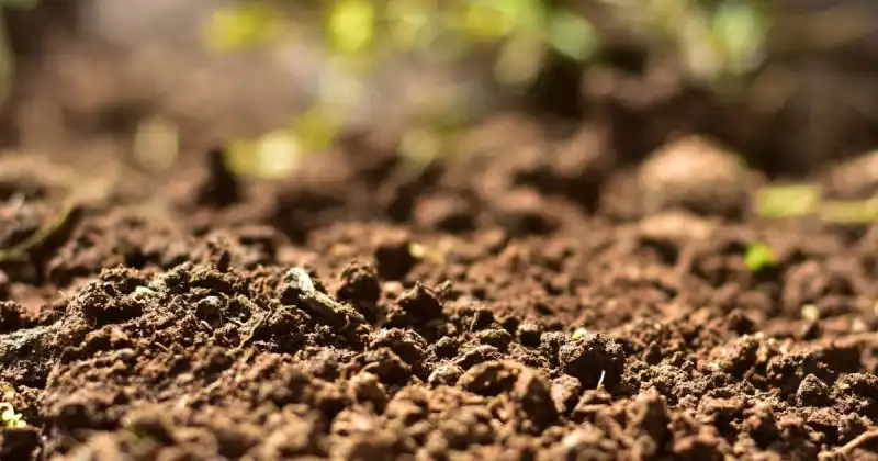 topsoil vs garden soil