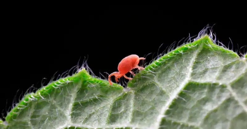 what are red spider mites
