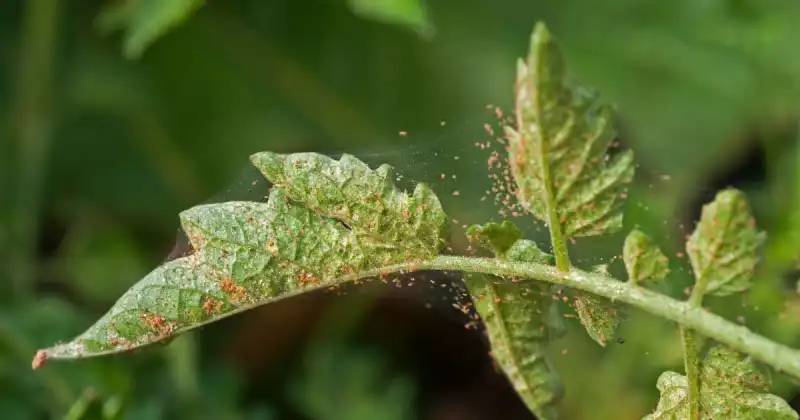 what are spider mites