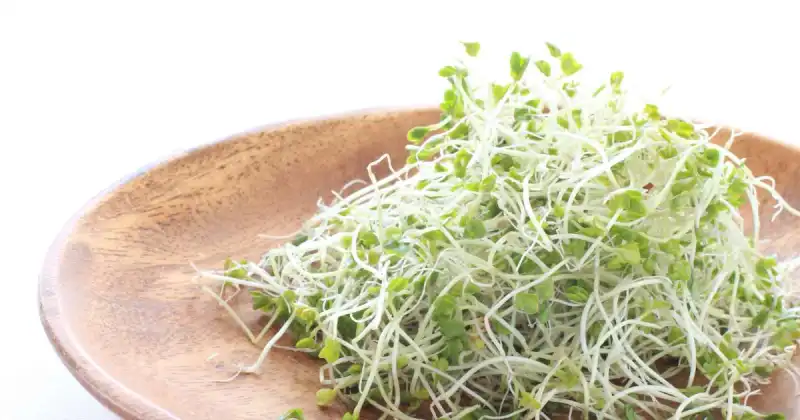 what is difference between sprouts and microgreens
