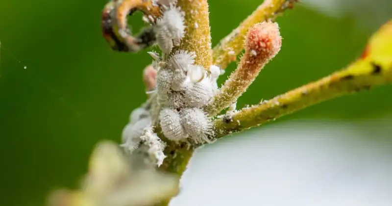 what pests do ladybugs eat