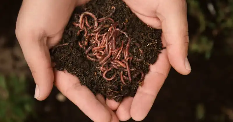 what to put in compost bin to start