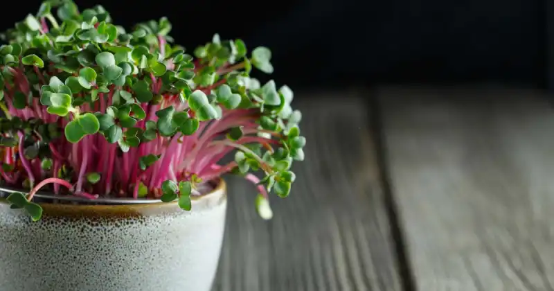 which is better microgreens vs sprouts
