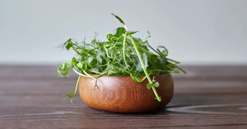 which microgreens regrow after cutting
