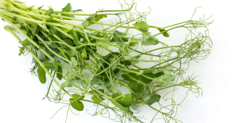 will pea shoots regrow after cutting