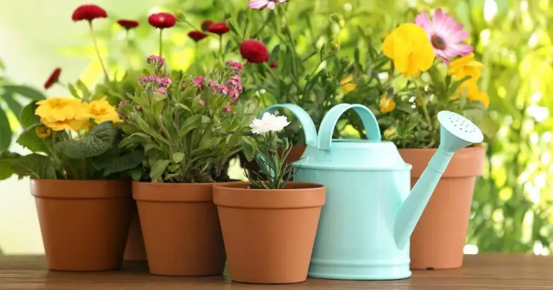best container plants