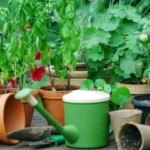 various clay paper and plastic plant pots on table with green watering can with natural background