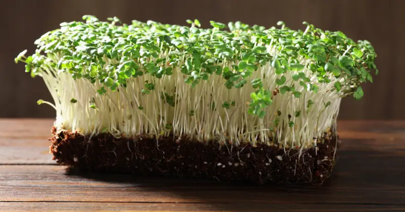 fresh microgreens grown in soil sitting on table