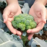 person holding head of broccoli with both hands growing on plant in outside garden