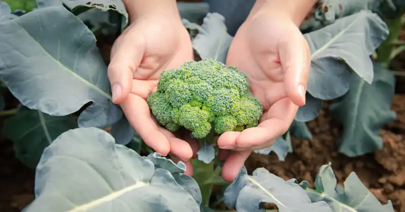 person holding head of broccoli with both hands growing on plant in outside garden