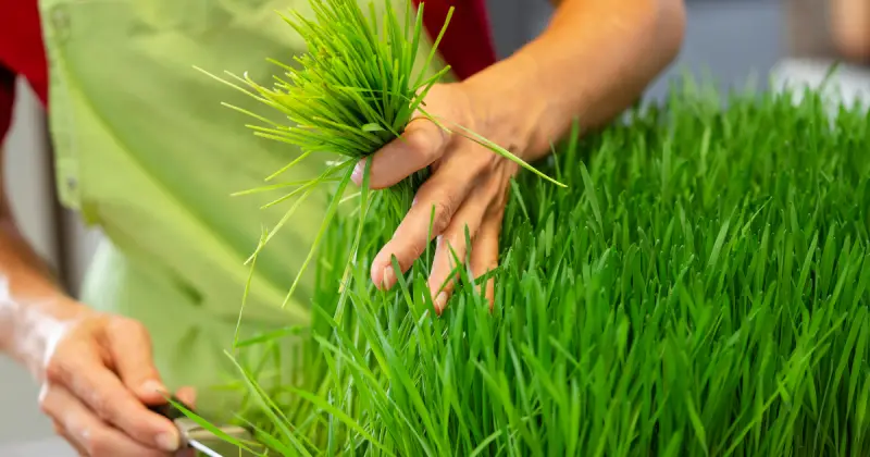 harvesting wheatgrass microgreens from growing tray