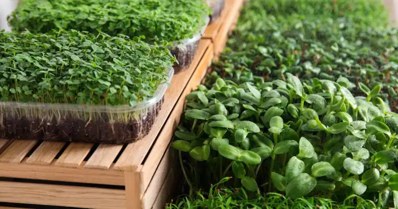 how can I get rid of mold from microgreens