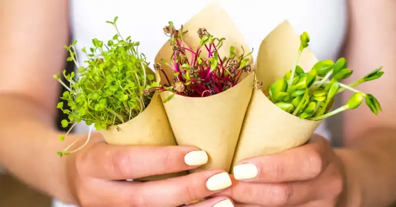 closeup of person holding three paper wrappers in hands of different microgreens