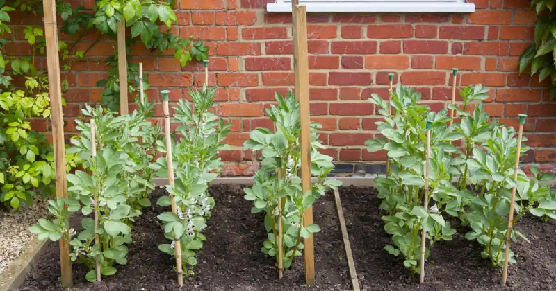 how to get the most out of your vegetable garden