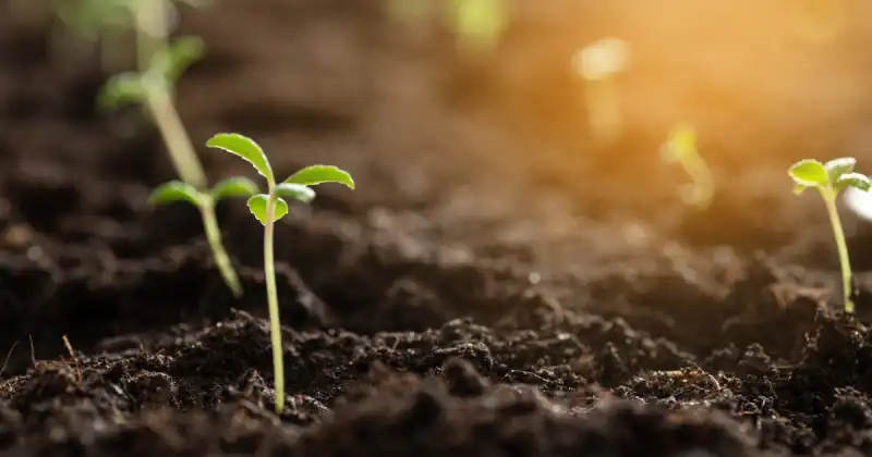 how to make the best vegetable garden soil