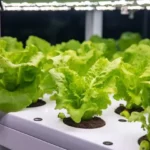 rows of leafy green lettuce growing indoors hydroponically under grow lights