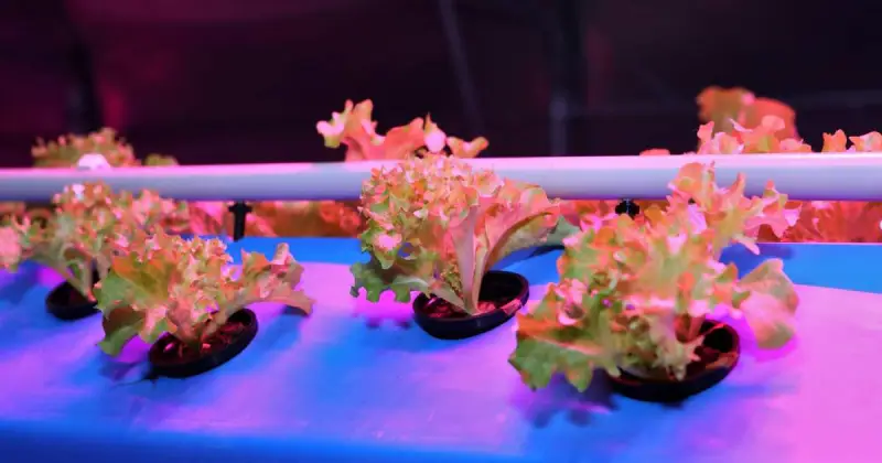 hydroponic system guide