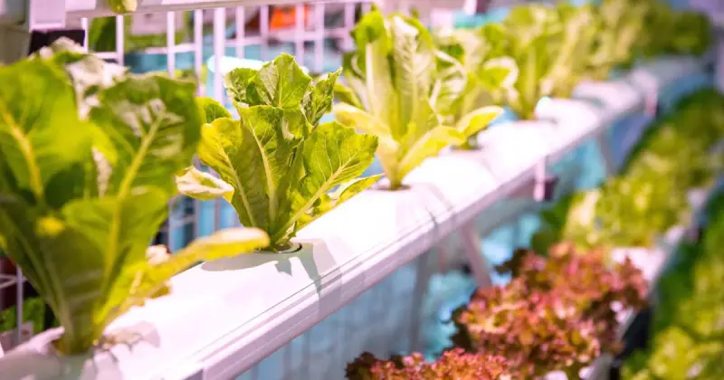 indoor growing systems for vegetables
