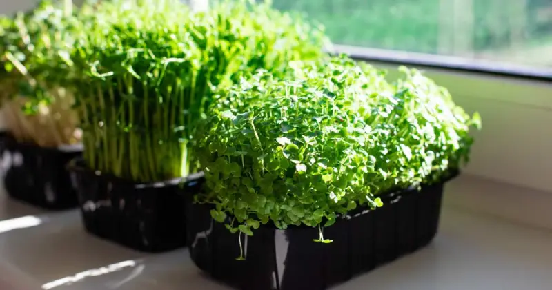 microgreens how to grow