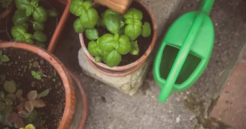 pot gardening for beginners