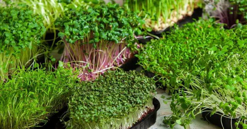various organic microgreens in trays on table