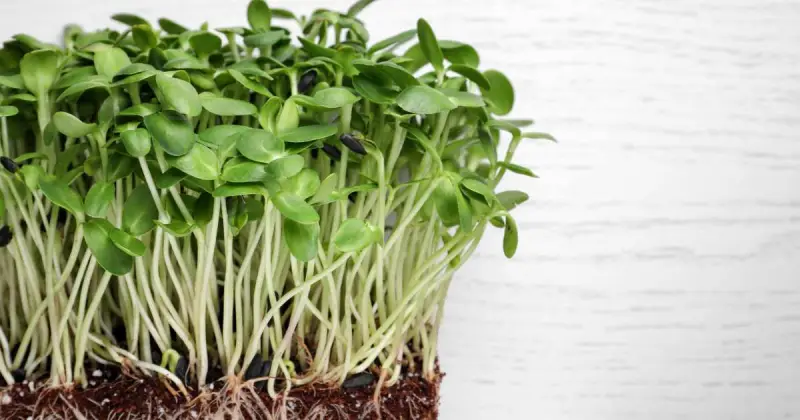 closeup of organic green microgreens in soil with white wooden background