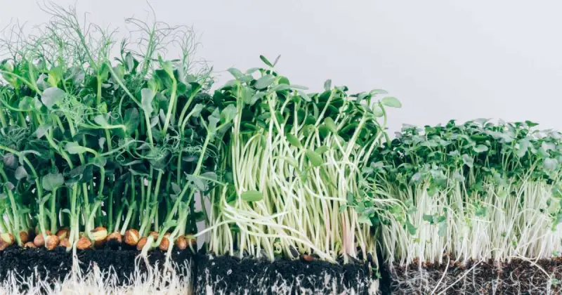 what is microgreens