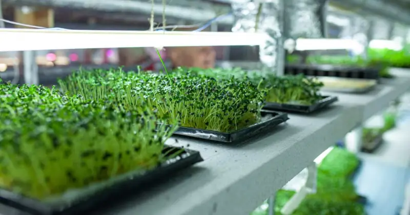 how to start microgreen business
