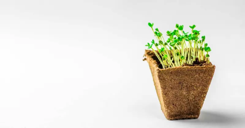 small coco coir biodegradable pot filled with green microgreens on white background