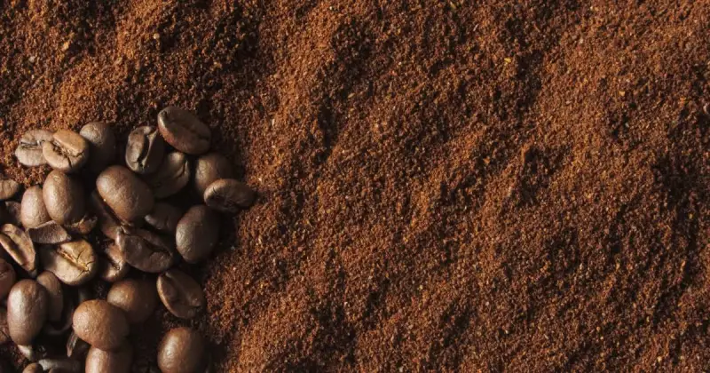 which plants like used coffee grounds