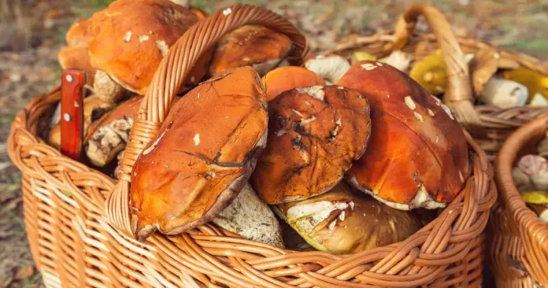 large wicker basket full of baked crabs outdoors in sunlight