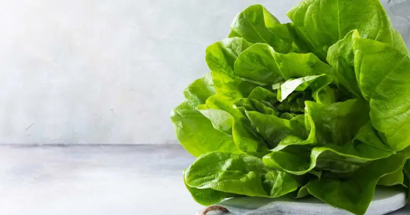 best hydroponic method for lettuce