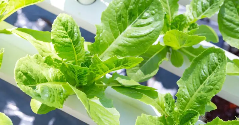 can you plant hydroponic lettuce in soil