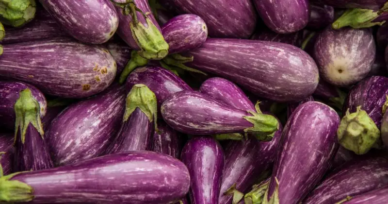 eggplant in hydroponics