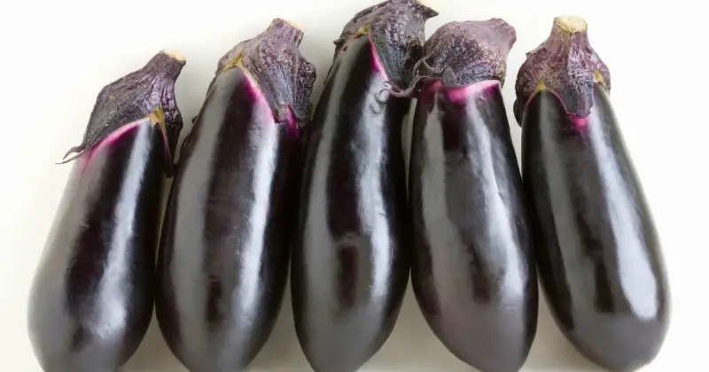 grow hydroponic eggplant