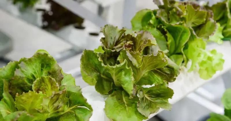 closeup of organic red leaf lettuce growing in hydroponic system