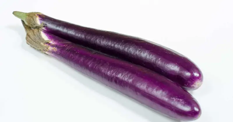 growing eggplant hydroponically