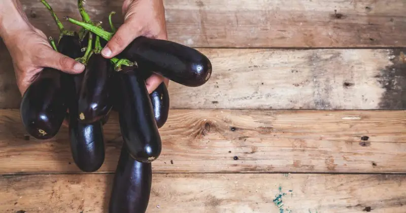 how to grow eggplant hydroponically