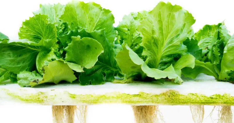 how to grow lettuce with hydroponics