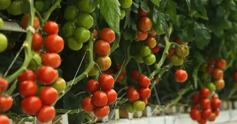 how to grow tomatoes with hydroponics