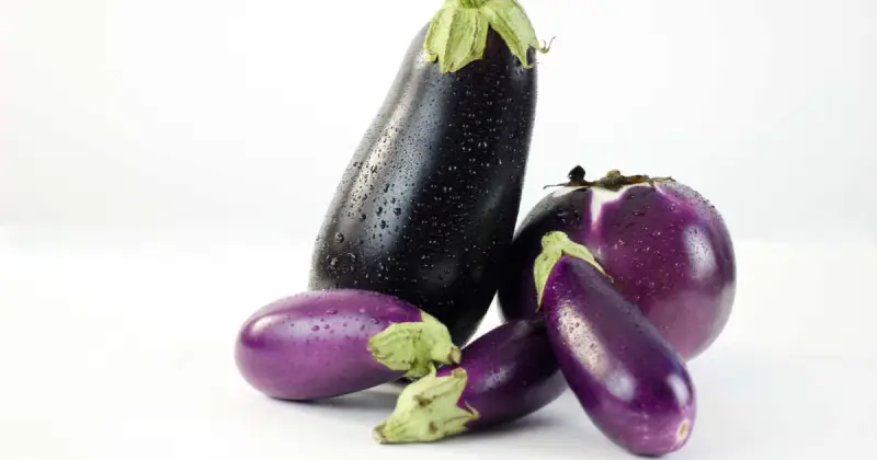 hydroponic eggplant yield