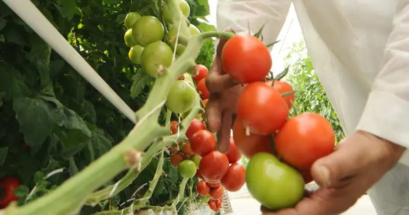 hydroponic for tomatoes